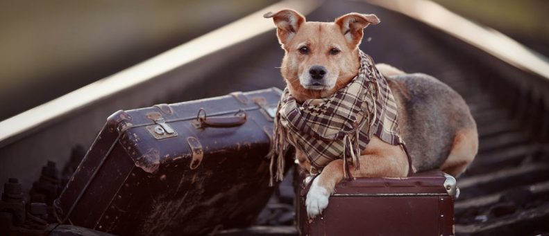 Five Tips for Traveling With Your Dog in a Rental Vehicle