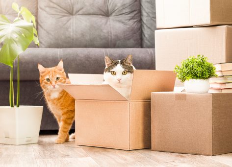 Tips to Make Moving with Pets a Walk in the Park