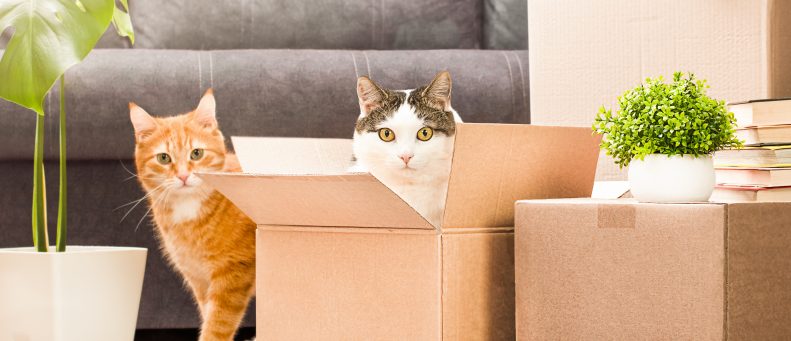 Tips to Make Moving with Pets a Walk in the Park