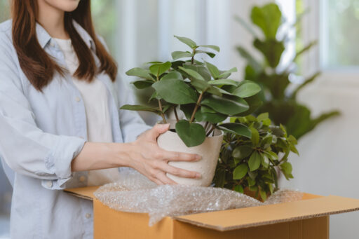 What Precautions Should I Take When Moving Plants?
