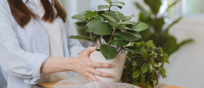 What Precautions Should I Take When Moving Plants?